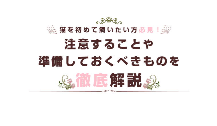 猫を初めて飼いたい方必見！注意することや準備しておくべきものを徹底解説